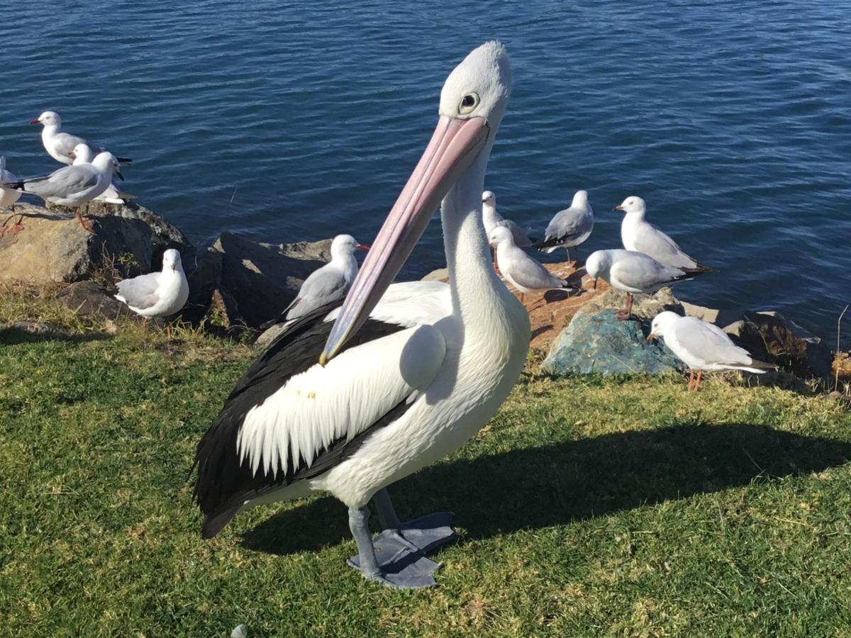Strathmore Lodge Port Macquarie Eksteriør bilde